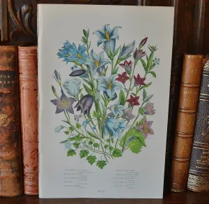 Antique Blue Floral Bell Flower Botanical Print Book Plate Page
