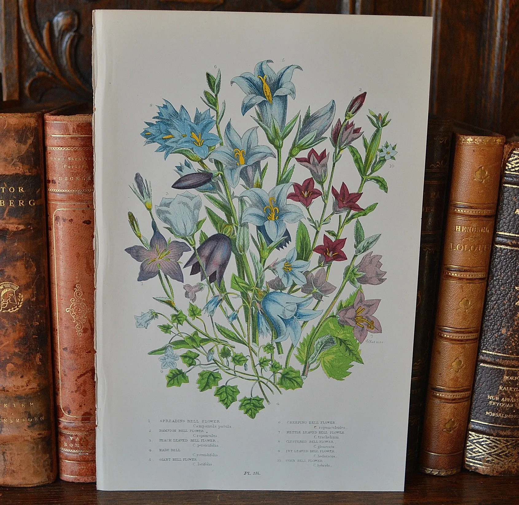 Antique Blue Floral Bell Flower Botanical Print Book Plate Page