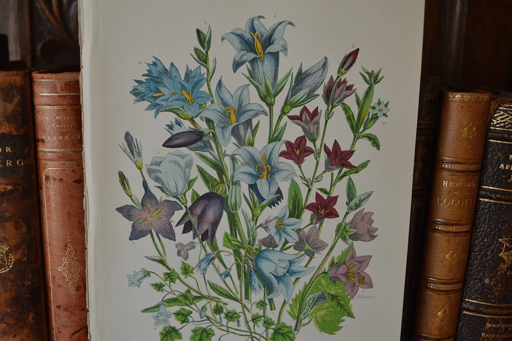 Antique Blue Floral Bell Flower Botanical Print Book Plate Page