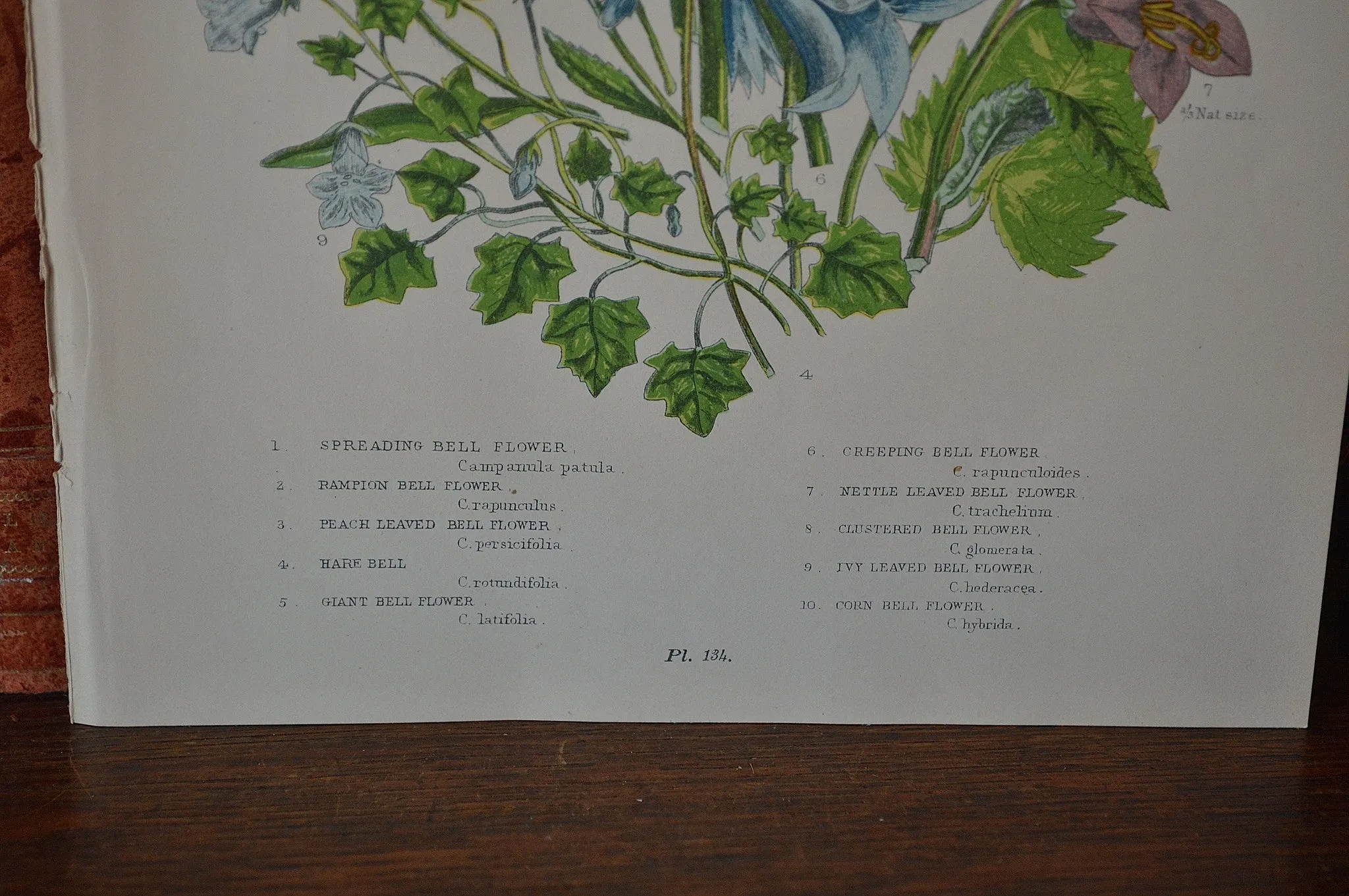 Antique Blue Floral Bell Flower Botanical Print Book Plate Page