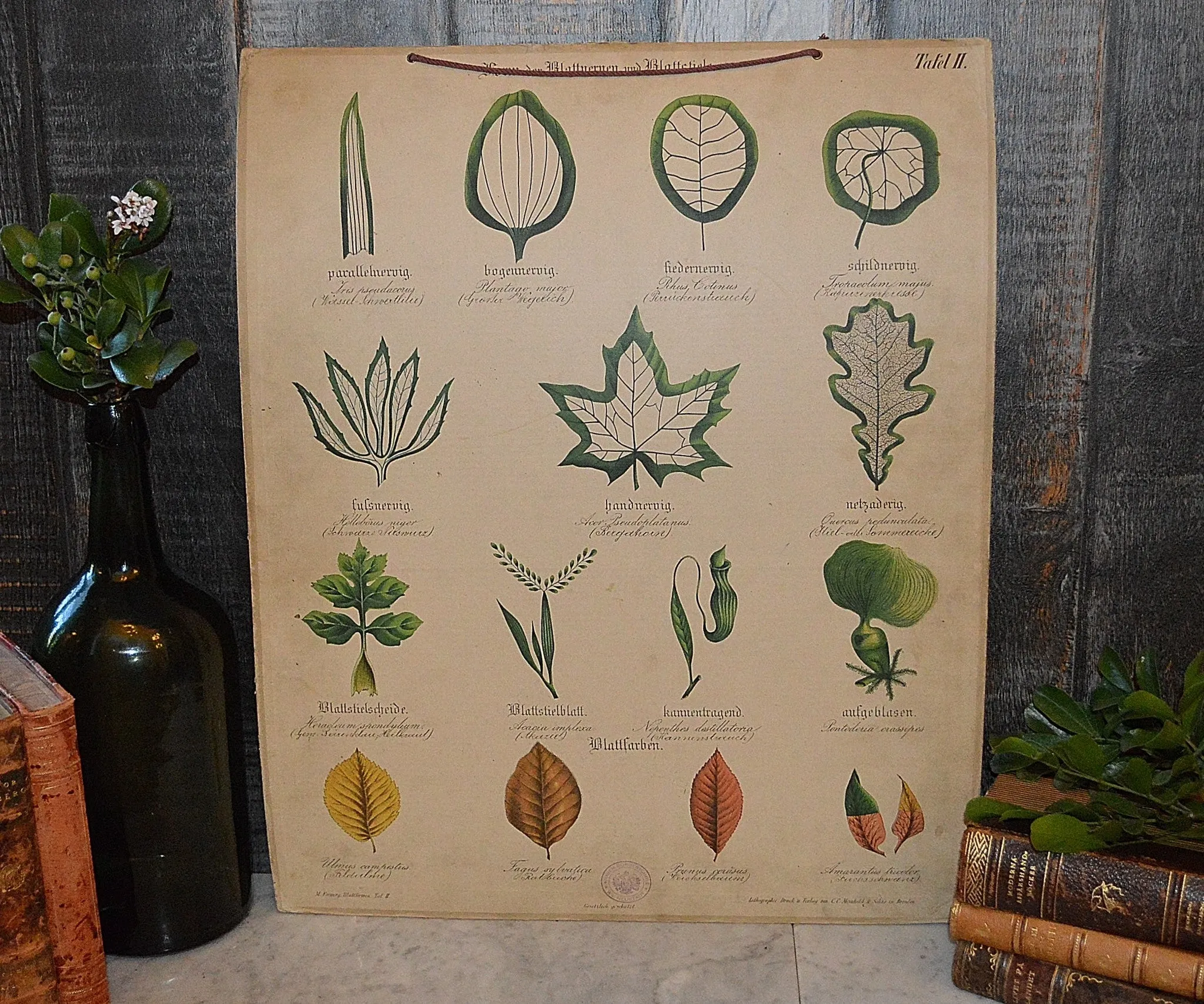 Antique Botanical Chart Lithograph of Leaves Educational German Litho