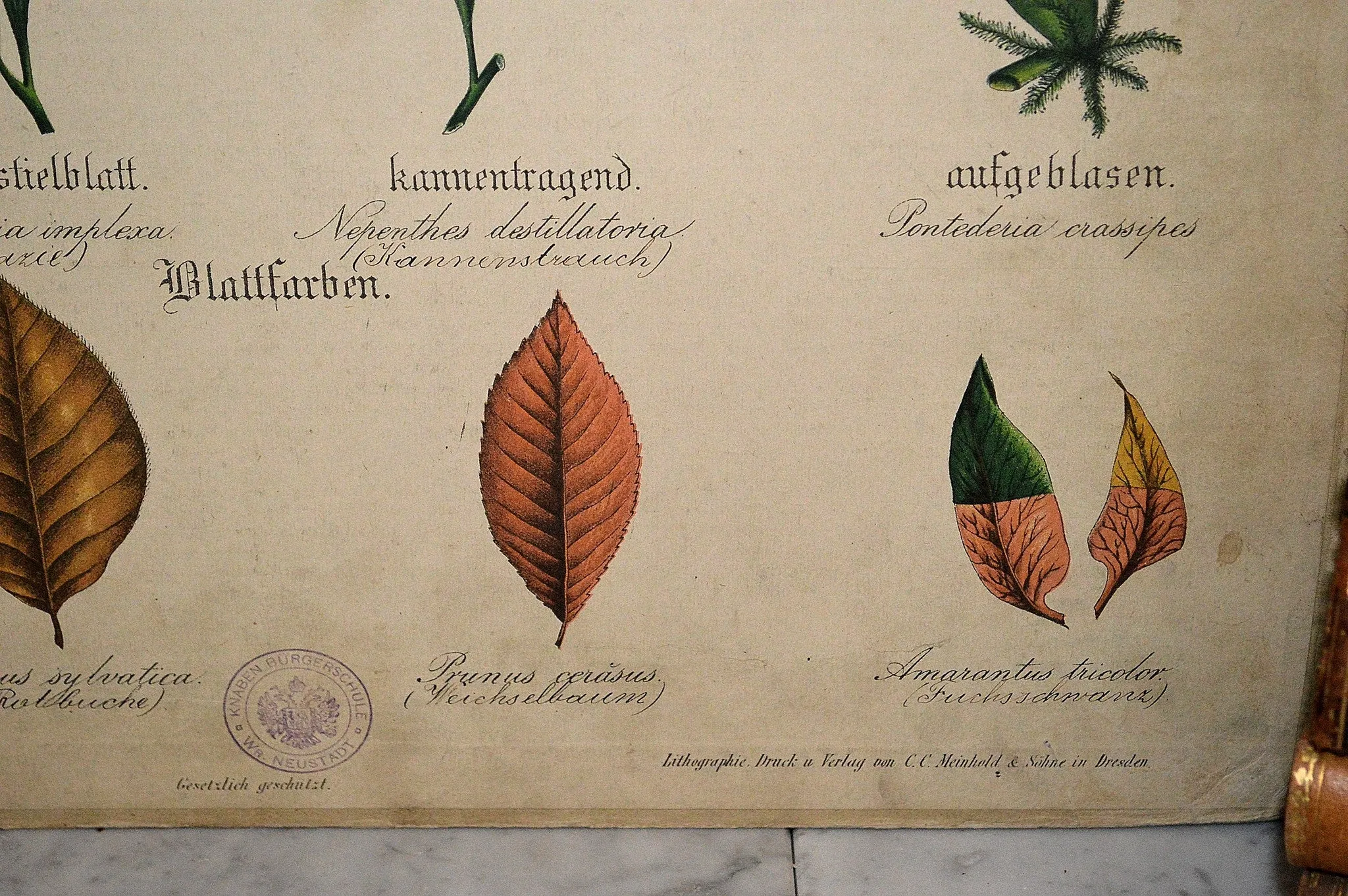 Antique Botanical Chart Lithograph of Leaves Educational German Litho