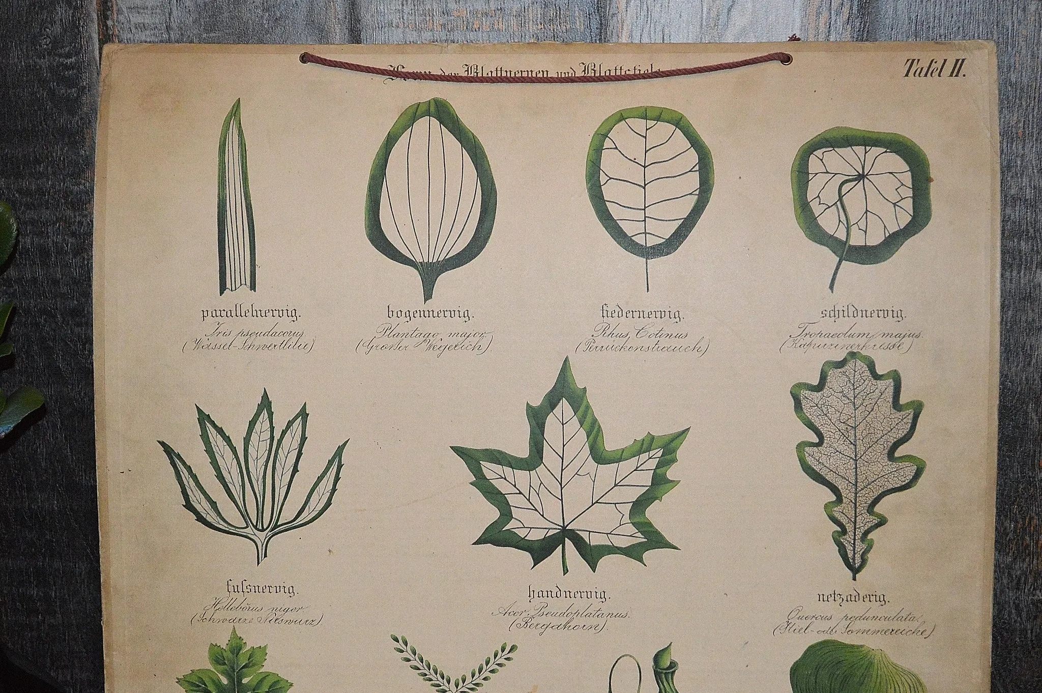 Antique Botanical Chart Lithograph of Leaves Educational German Litho