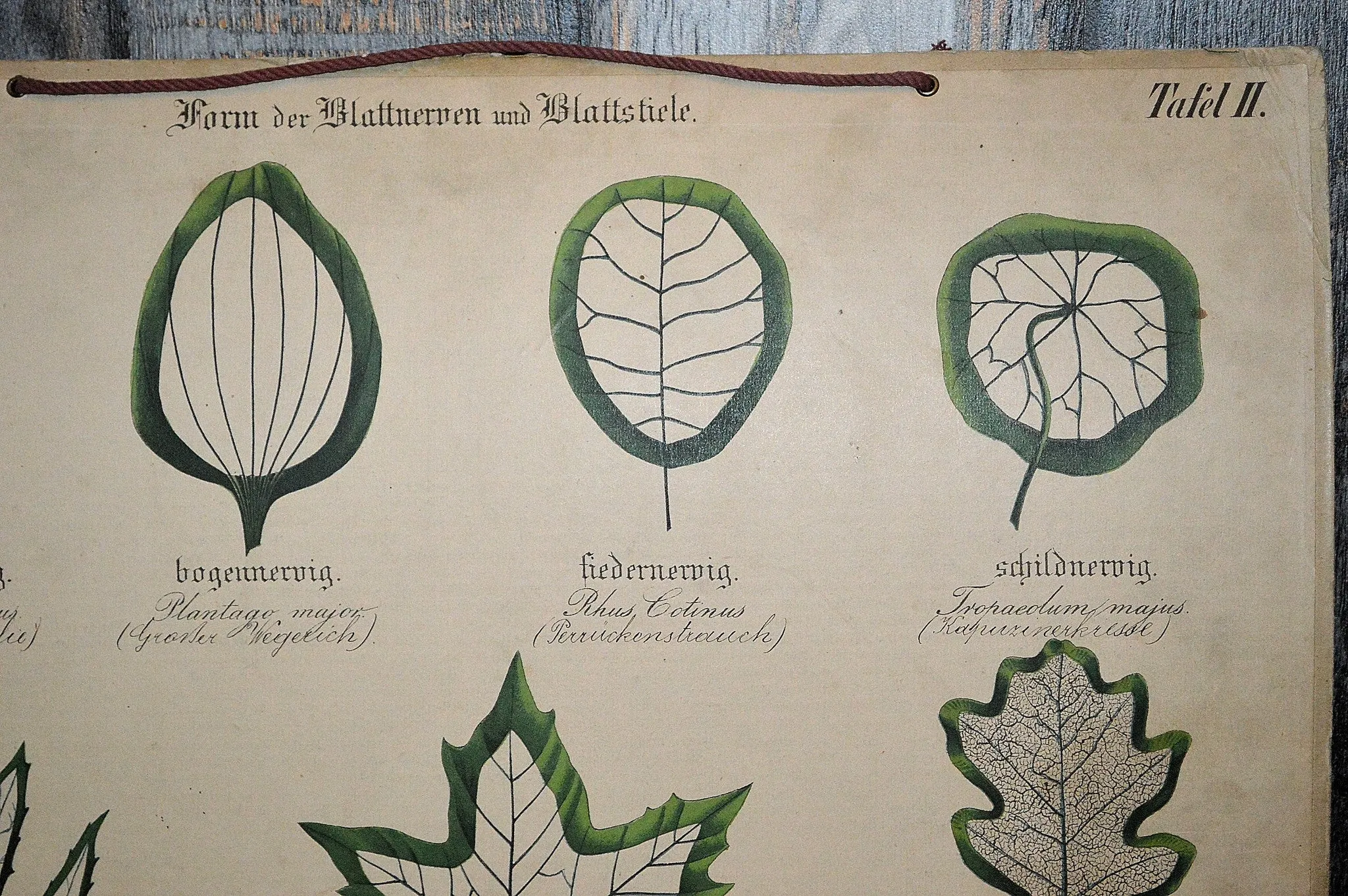 Antique Botanical Chart Lithograph of Leaves Educational German Litho