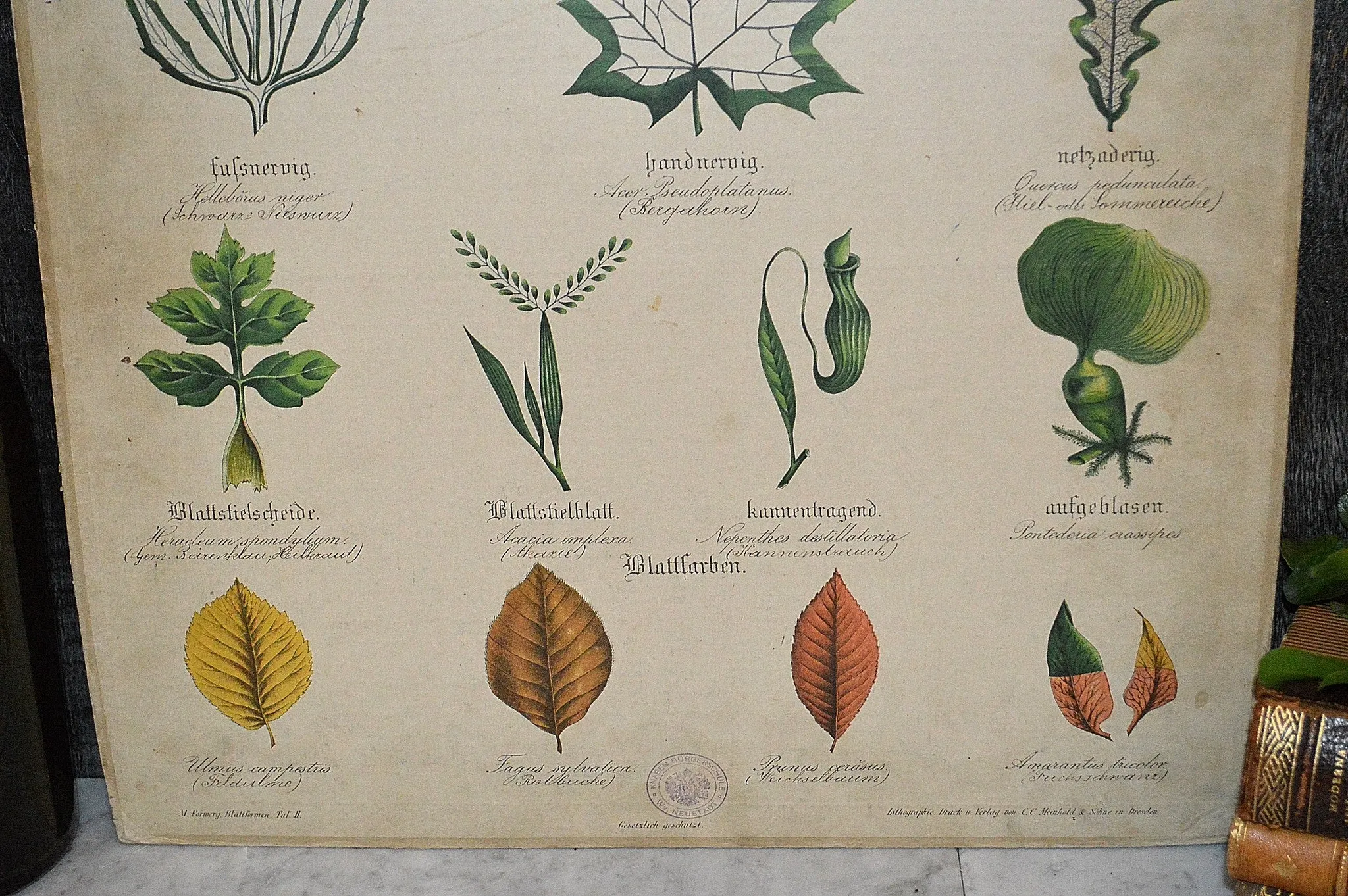 Antique Botanical Chart Lithograph of Leaves Educational German Litho