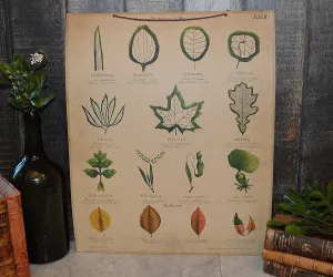 Antique Botanical Chart Lithograph of Leaves Educational German Litho