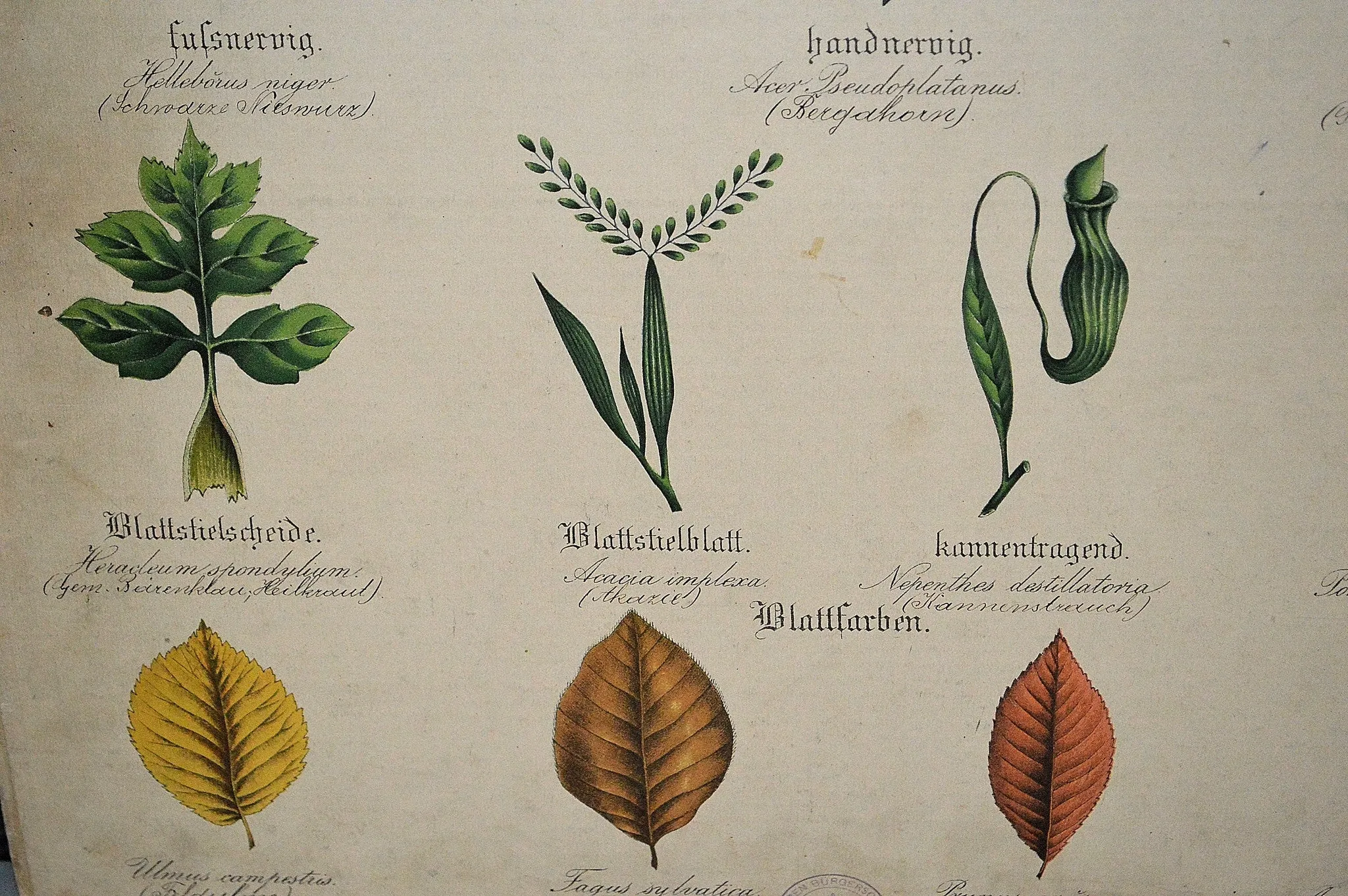Antique Botanical Chart Lithograph of Leaves Educational German Litho