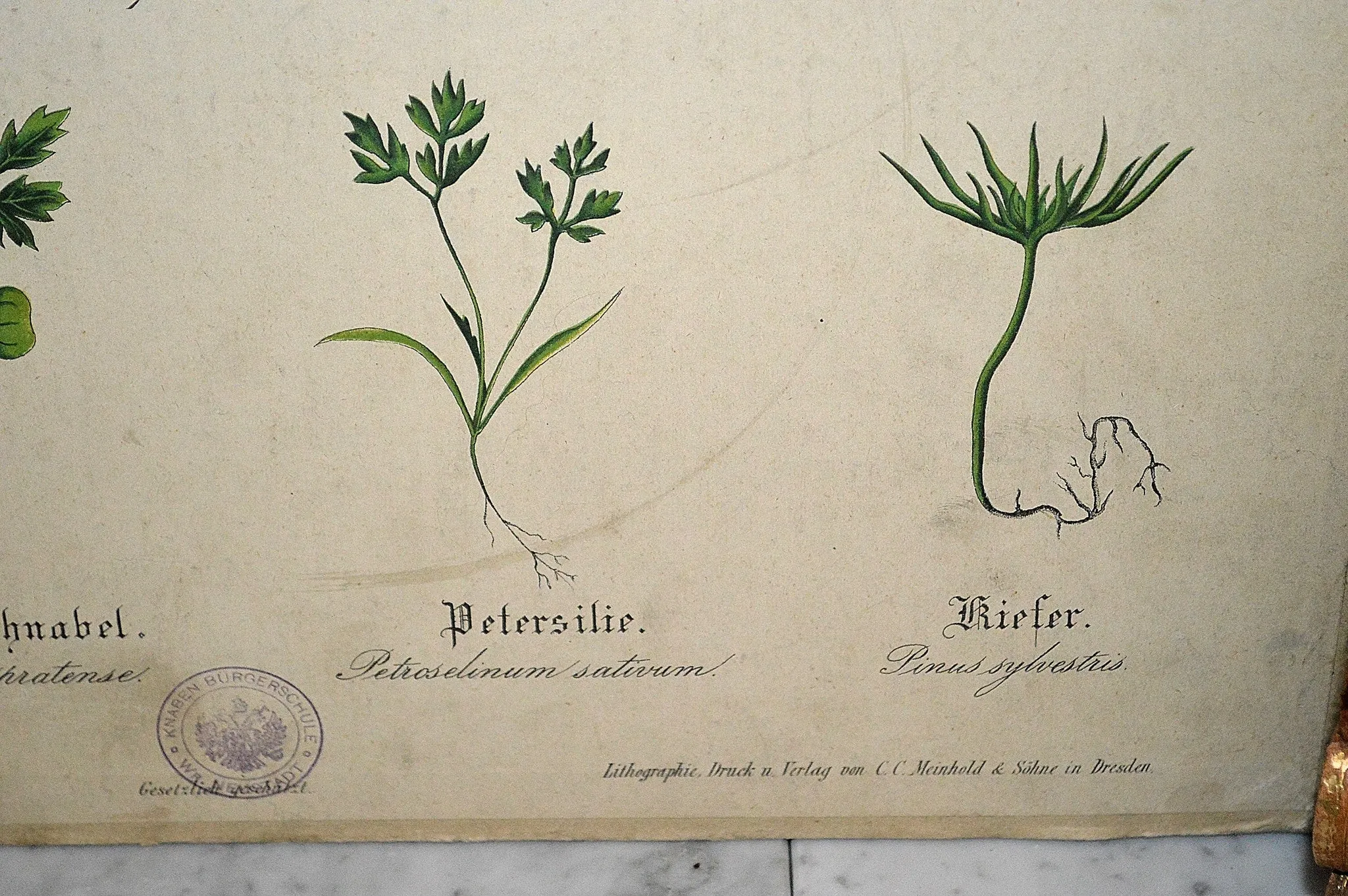 Antique Botanical Chart Of Plant Stems Roots German Educational Litho