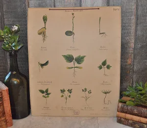 Antique Botanical Chart Of Plant Stems Roots German Educational Litho