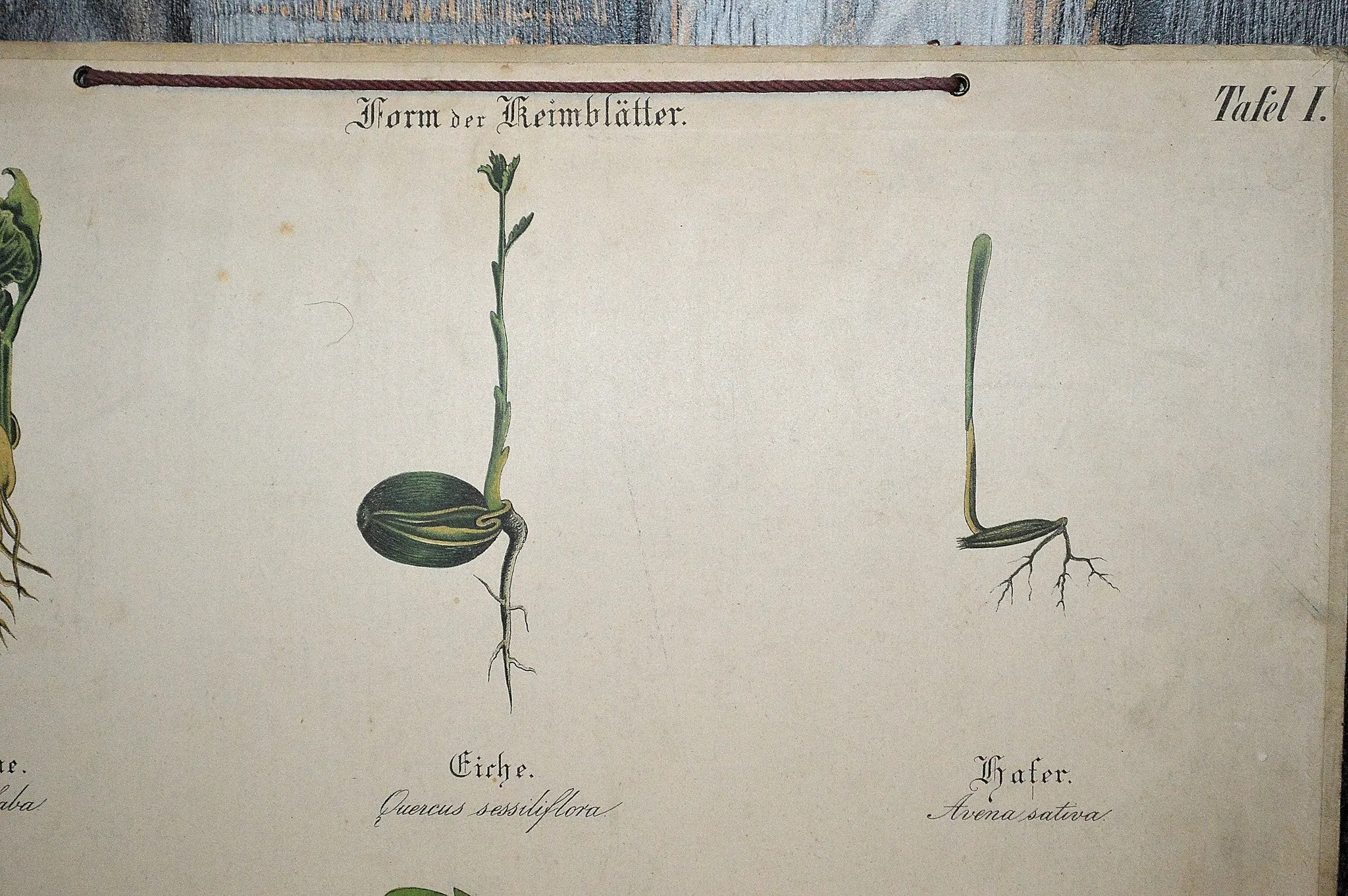 Antique Botanical Chart Of Plant Stems Roots German Educational Litho