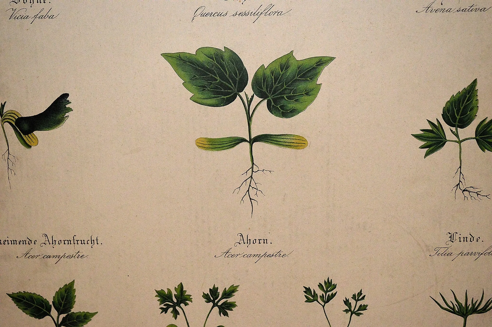 Antique Botanical Chart Of Plant Stems Roots German Educational Litho