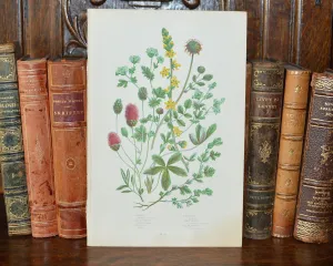Antique Floral Botanical Print Book Plate Page