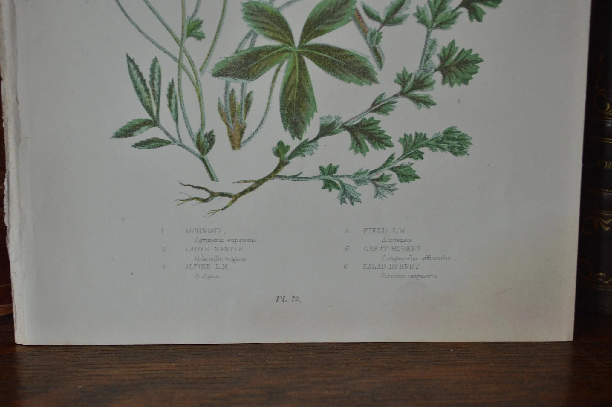 Antique Floral Botanical Print Book Plate Page