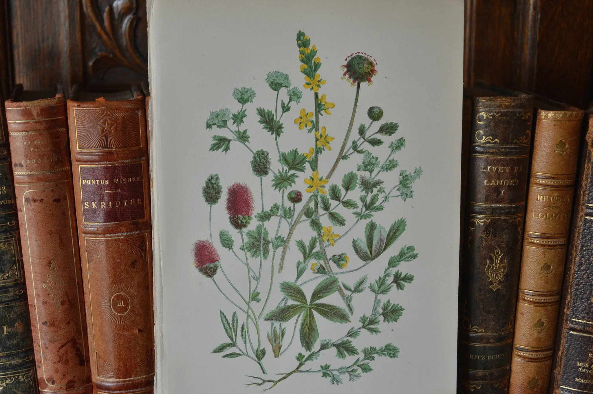 Antique Floral Botanical Print Book Plate Page