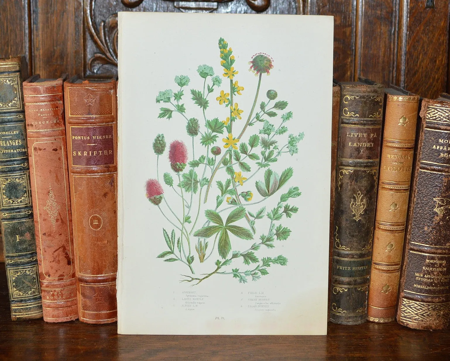 Antique Floral Botanical Print Book Plate Page