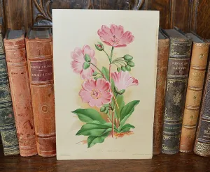 Antique Pink Floral Botanical Print Book Plate Page
