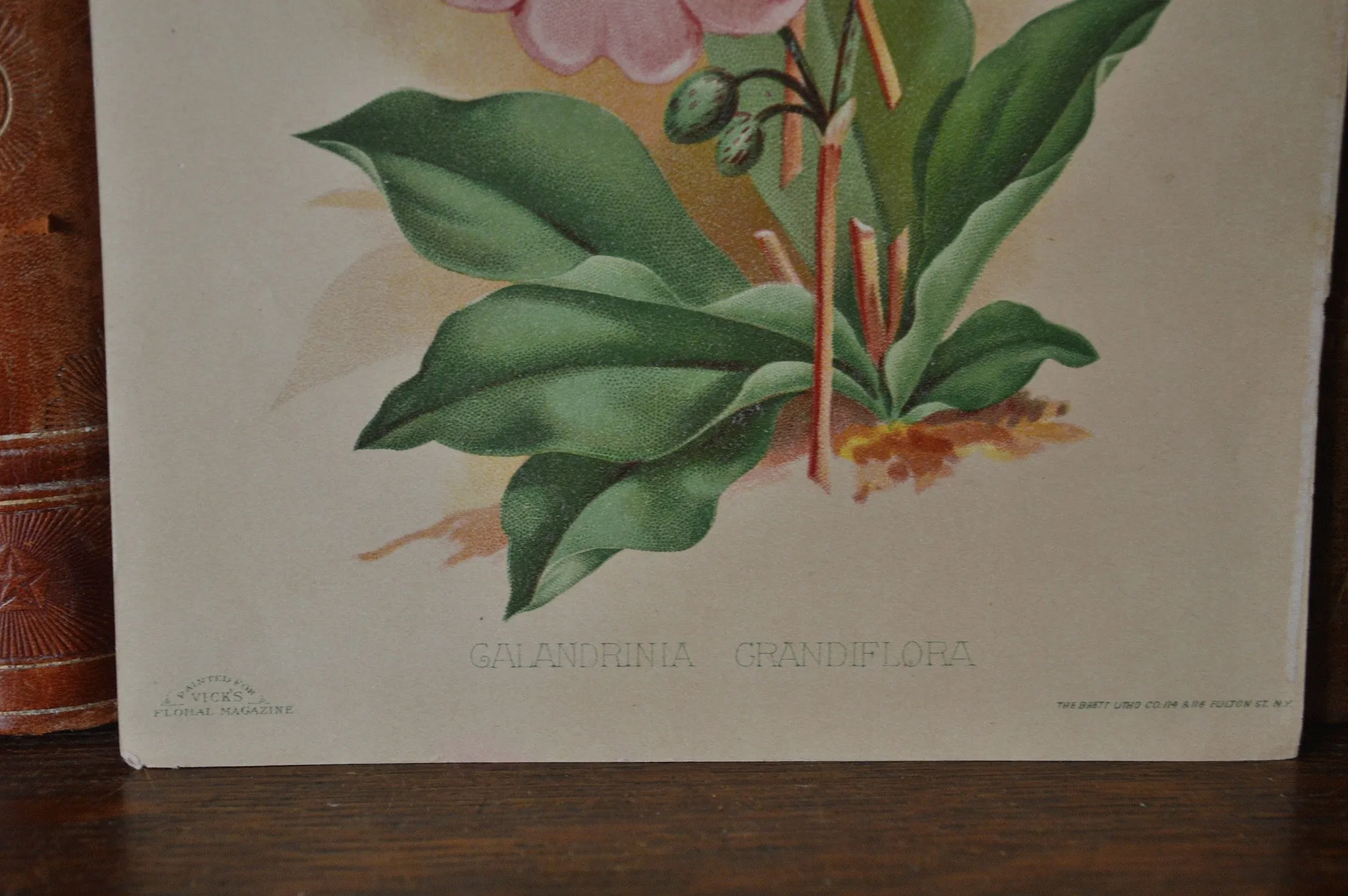 Antique Pink Floral Botanical Print Book Plate Page