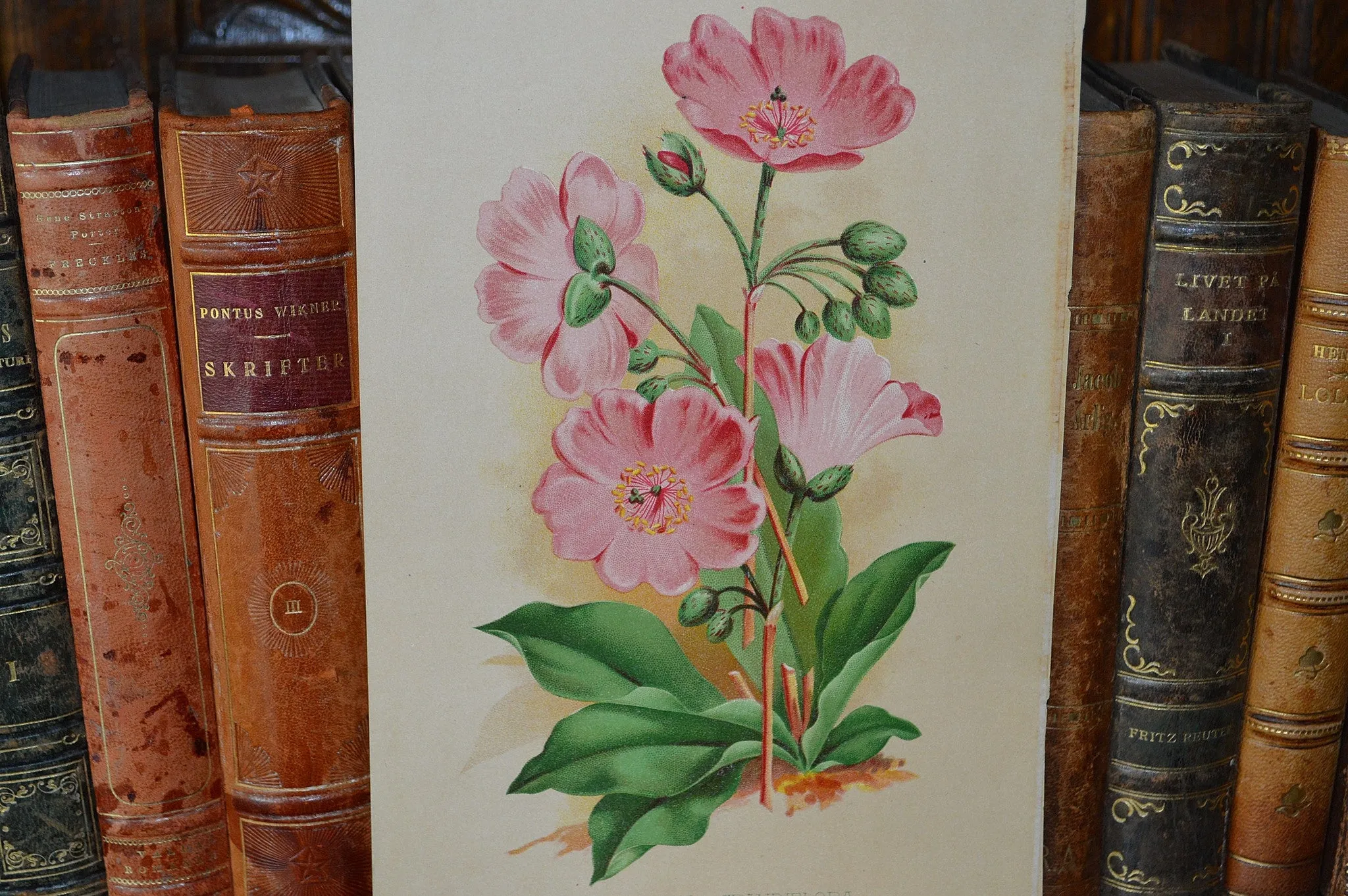 Antique Pink Floral Botanical Print Book Plate Page