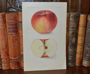 Antique Red Apple Botanical Print Book Plate 1905