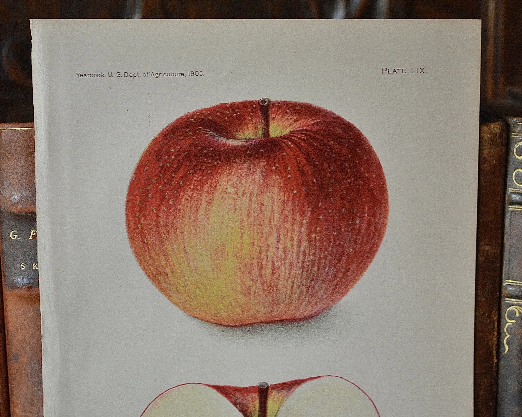 Antique Red Apple Botanical Print Book Plate 1905
