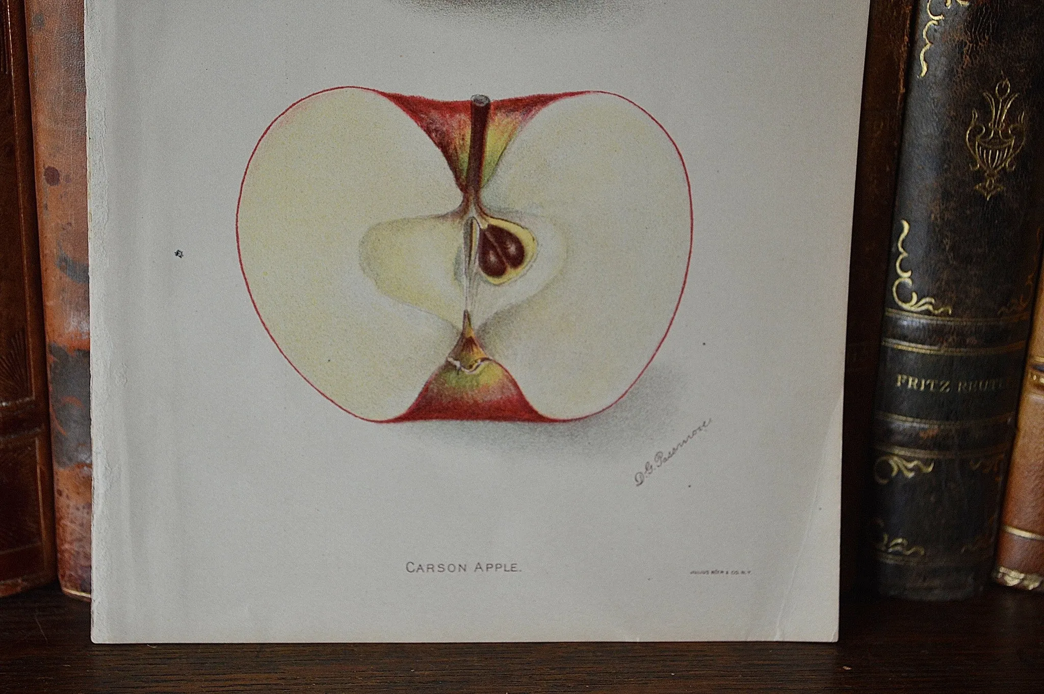 Antique Red Apple Botanical Print Book Plate 1905