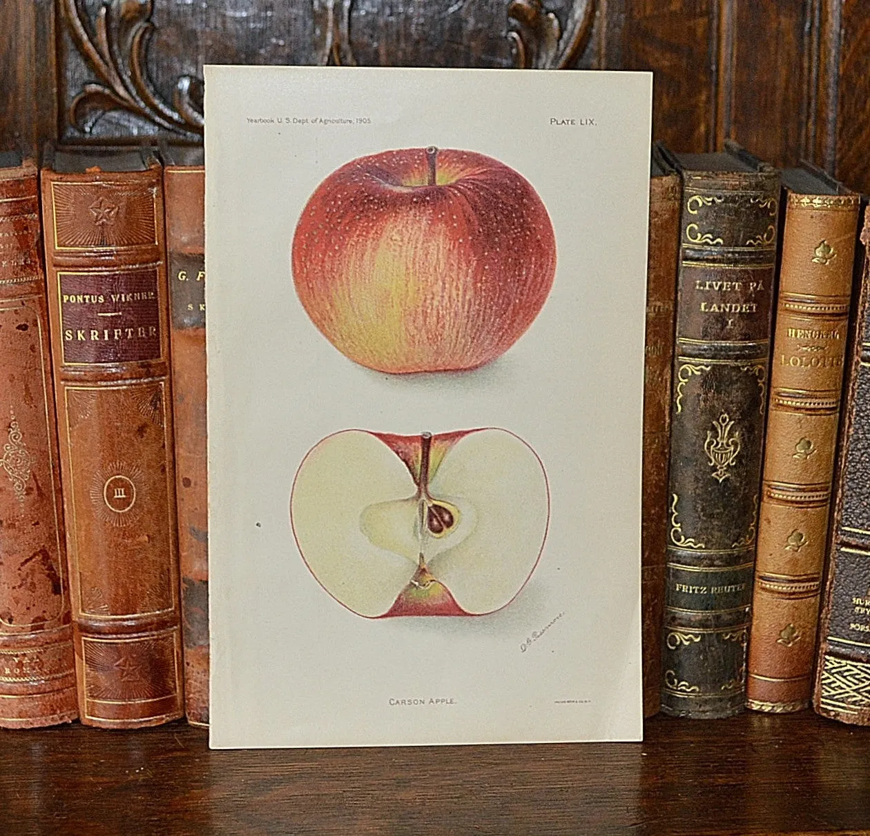 Antique Red Apple Botanical Print Book Plate 1905
