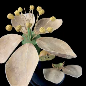 Apple Flower Study Model
