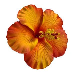 Aute (11 CM)