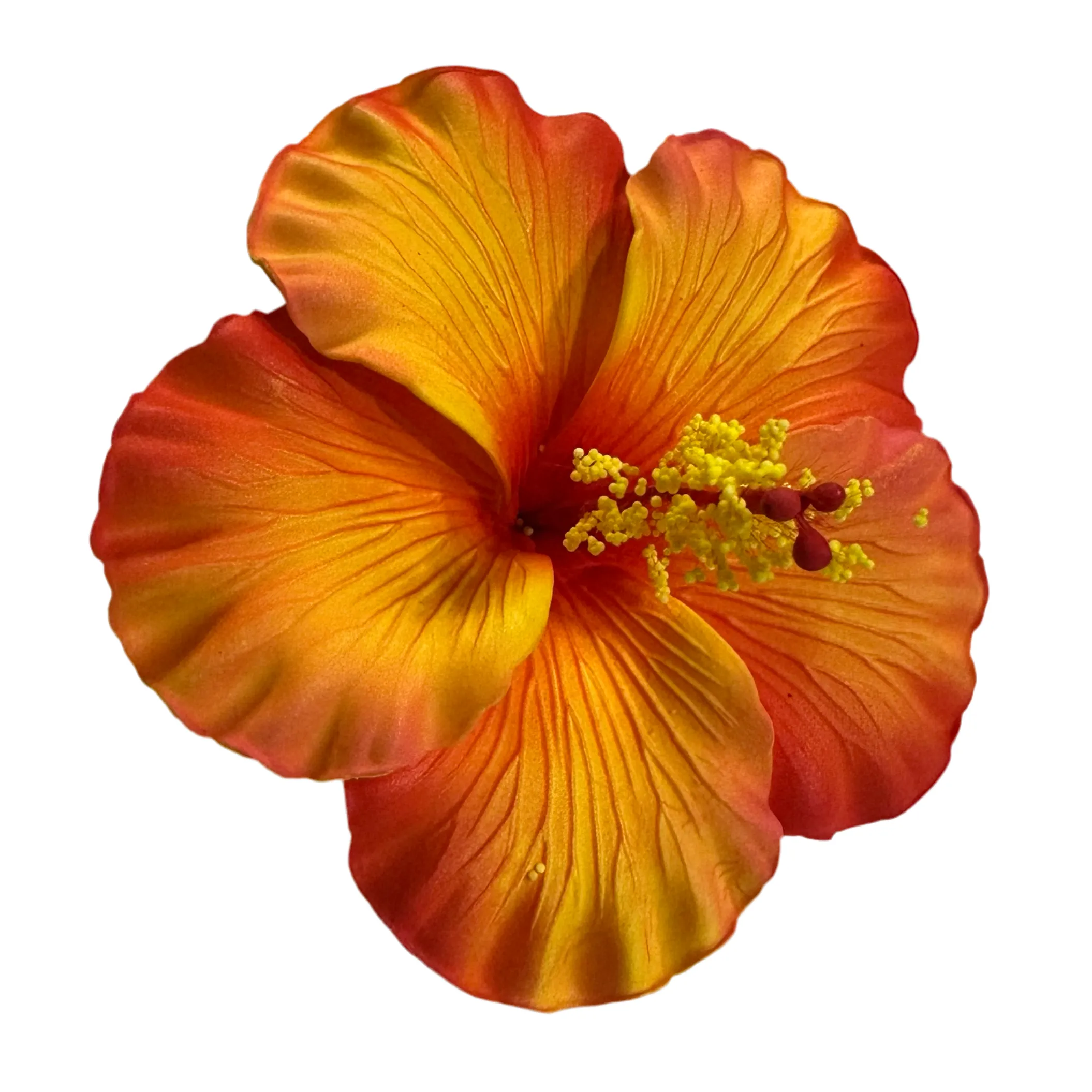 Aute (11 CM)