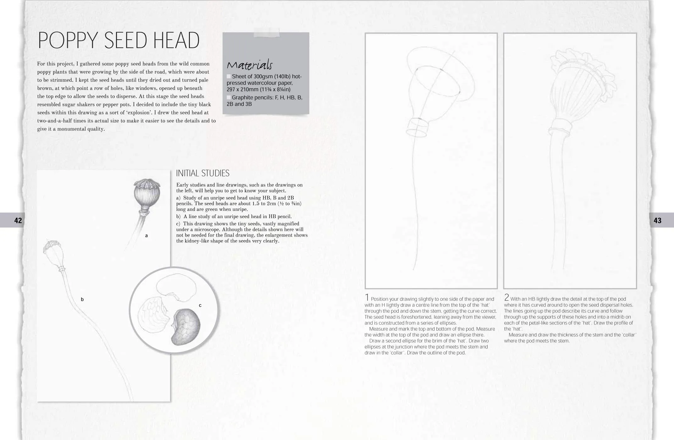 Botanical Drawing: A Step by Step Guide