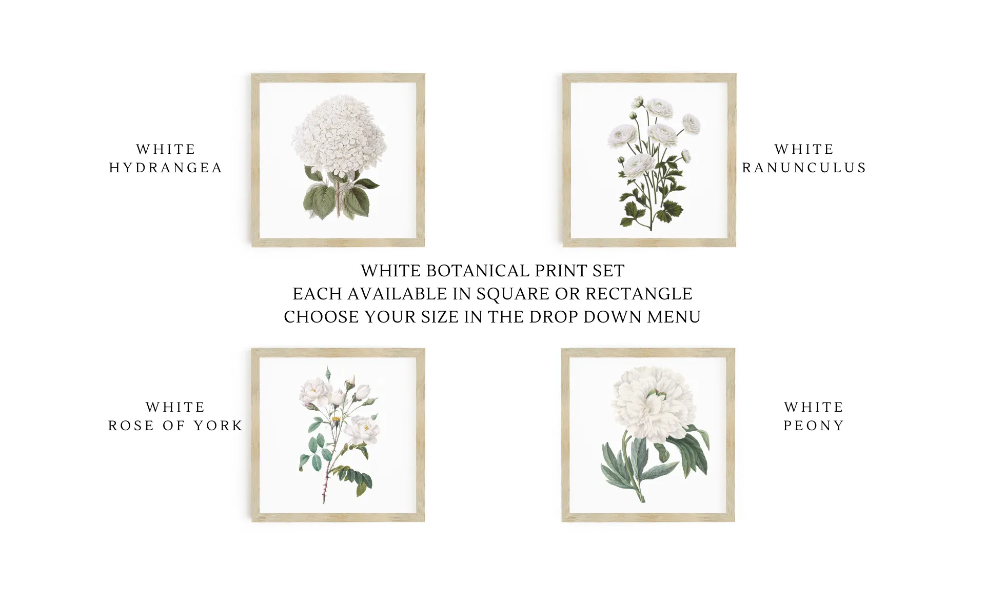 Botanical Print Signs