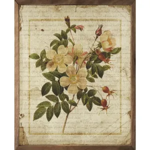 Botanical Prints - Assorted Styles