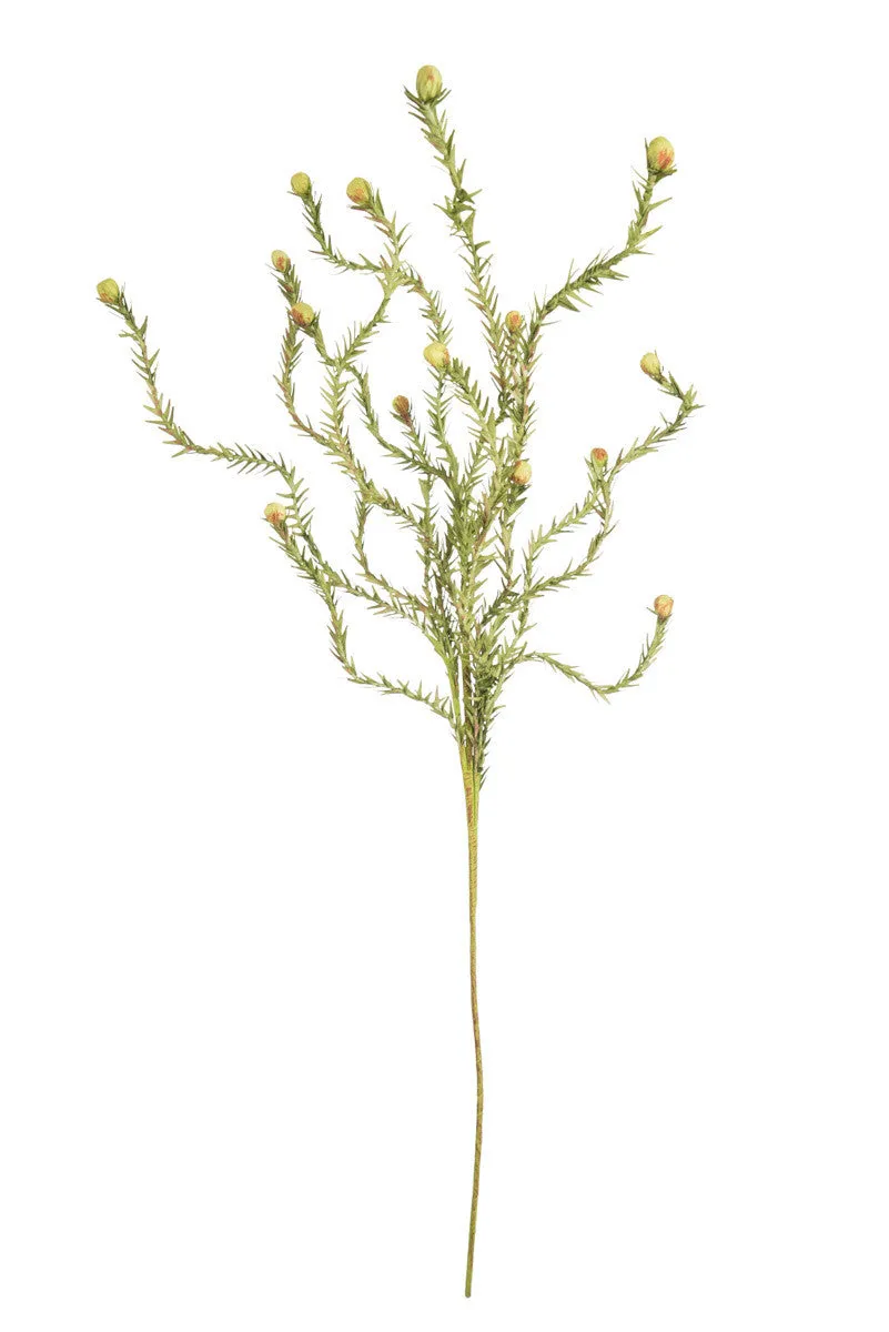 BOTANICAL
