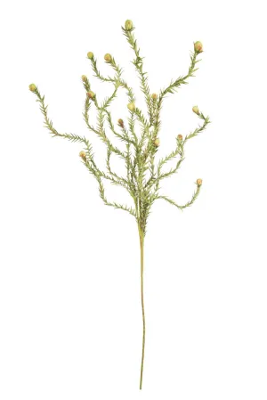 BOTANICAL