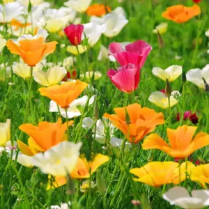 California Mix Poppy Seeds