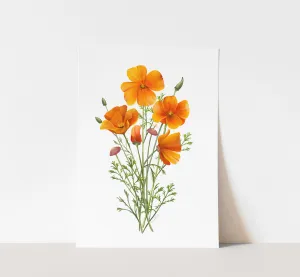California Poppies Flower Art Print
