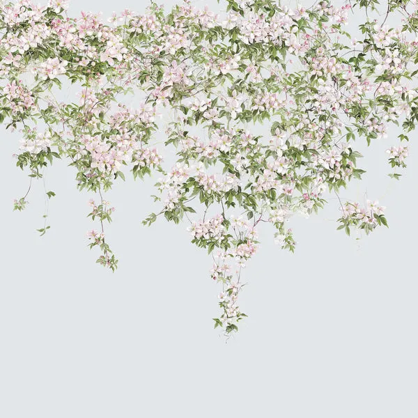 clematis wallpaper