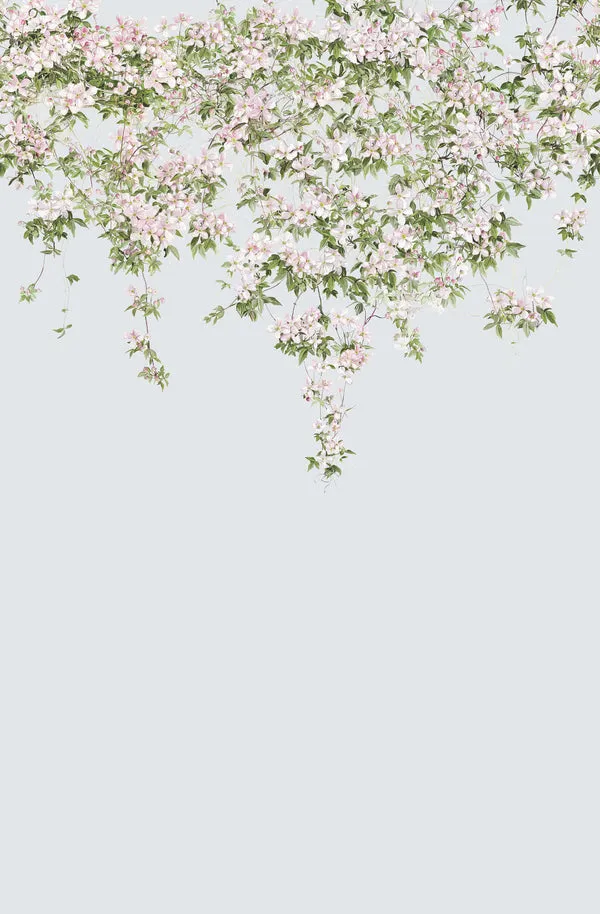 clematis wallpaper