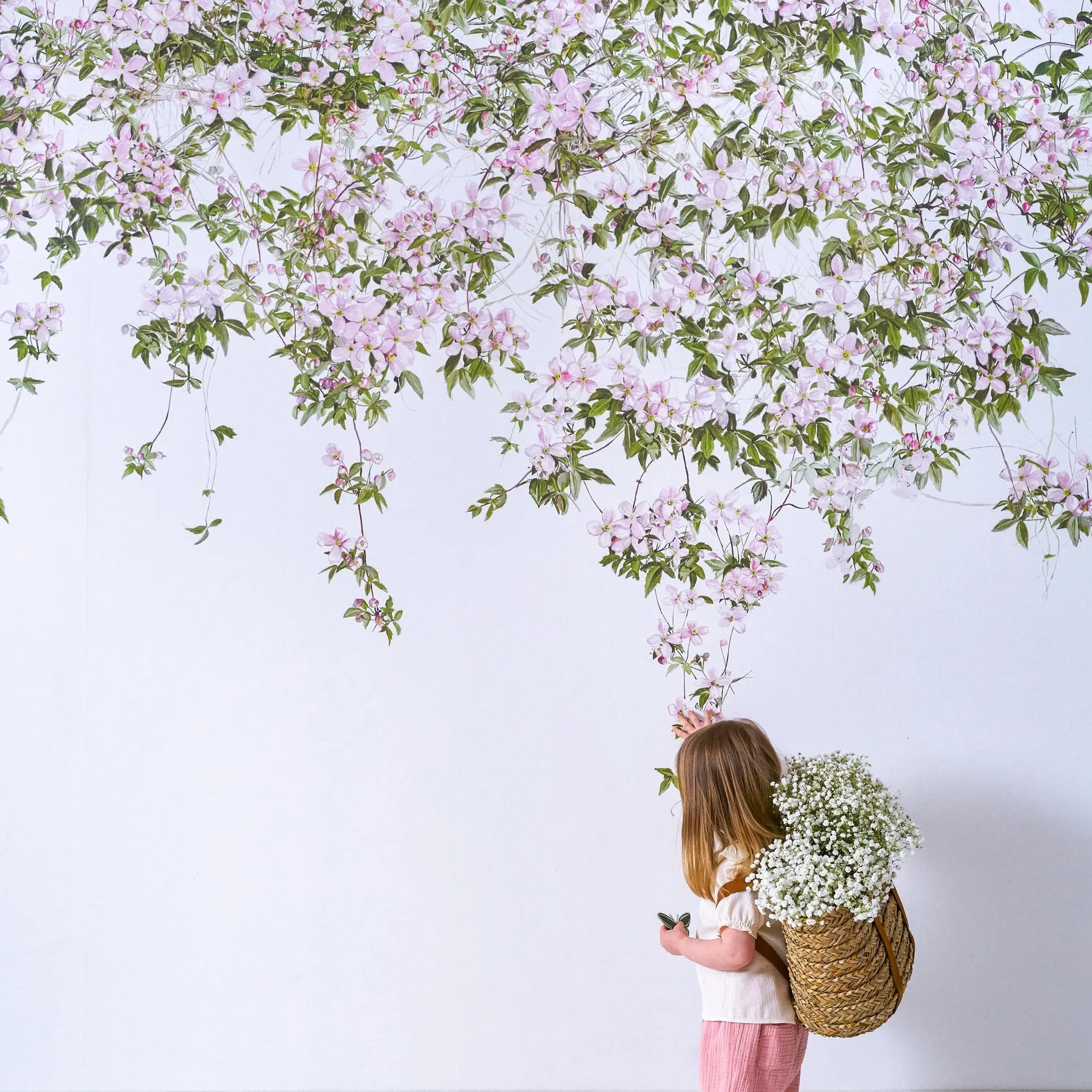 clematis wallpaper