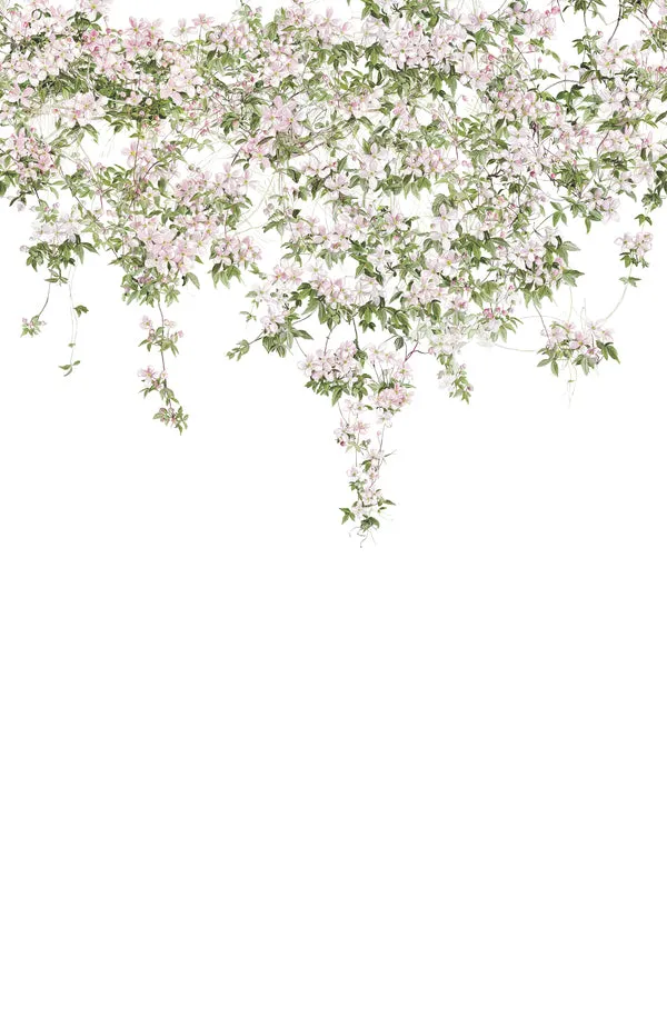 clematis wallpaper