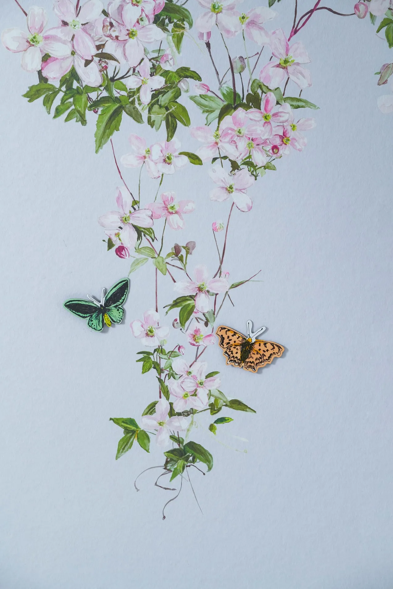 clematis wallpaper