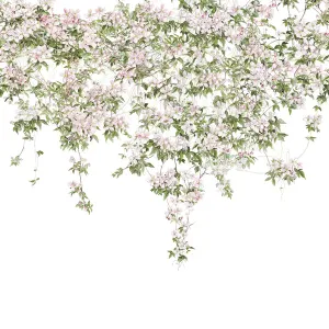 clematis wallpaper