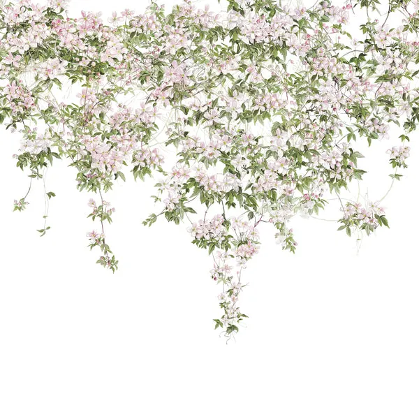 clematis wallpaper