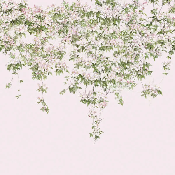 clematis wallpaper