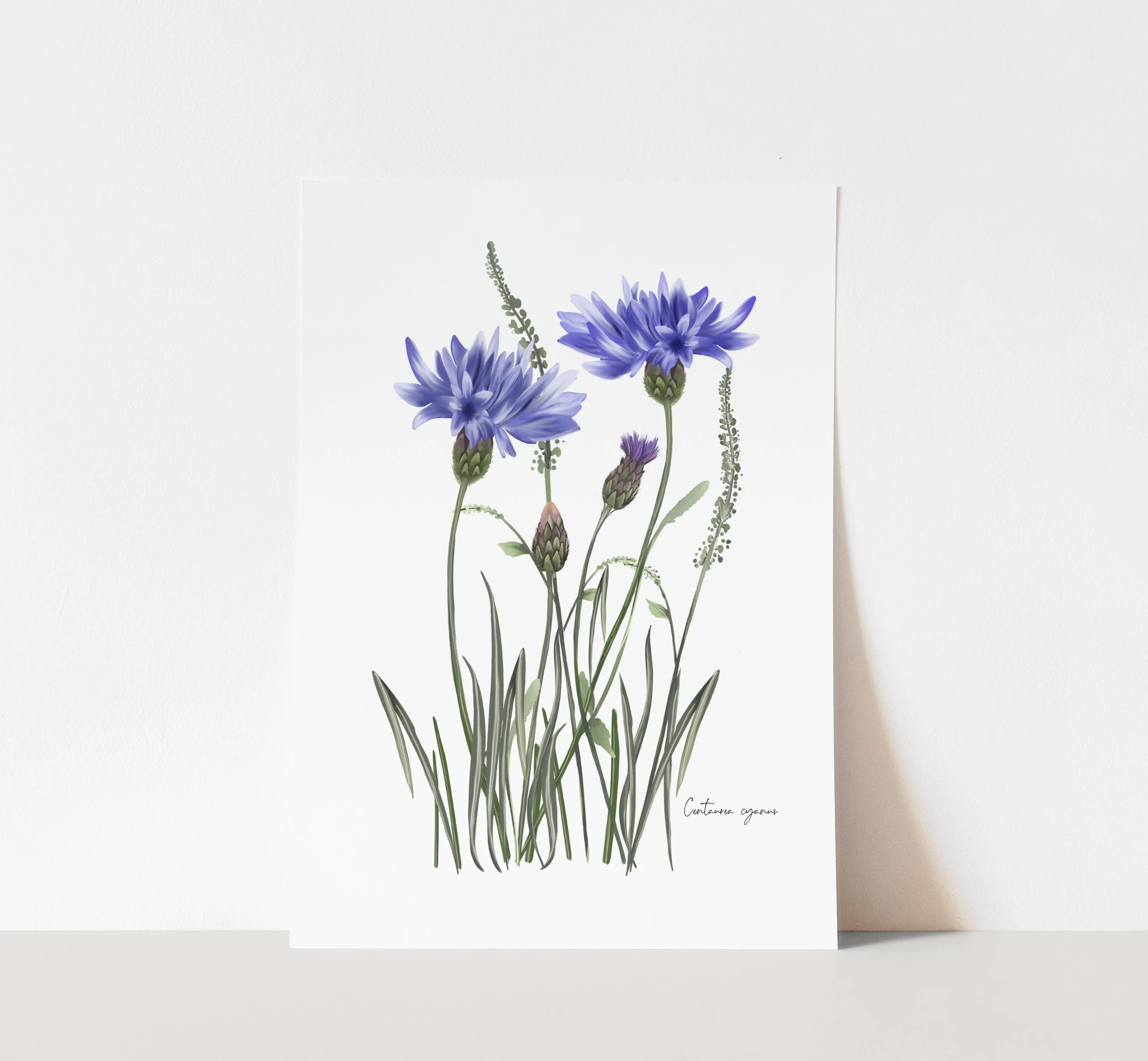 Cornflower in Grasses Wall Art Print