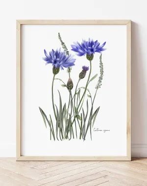 Cornflower in Grasses Wall Art Print