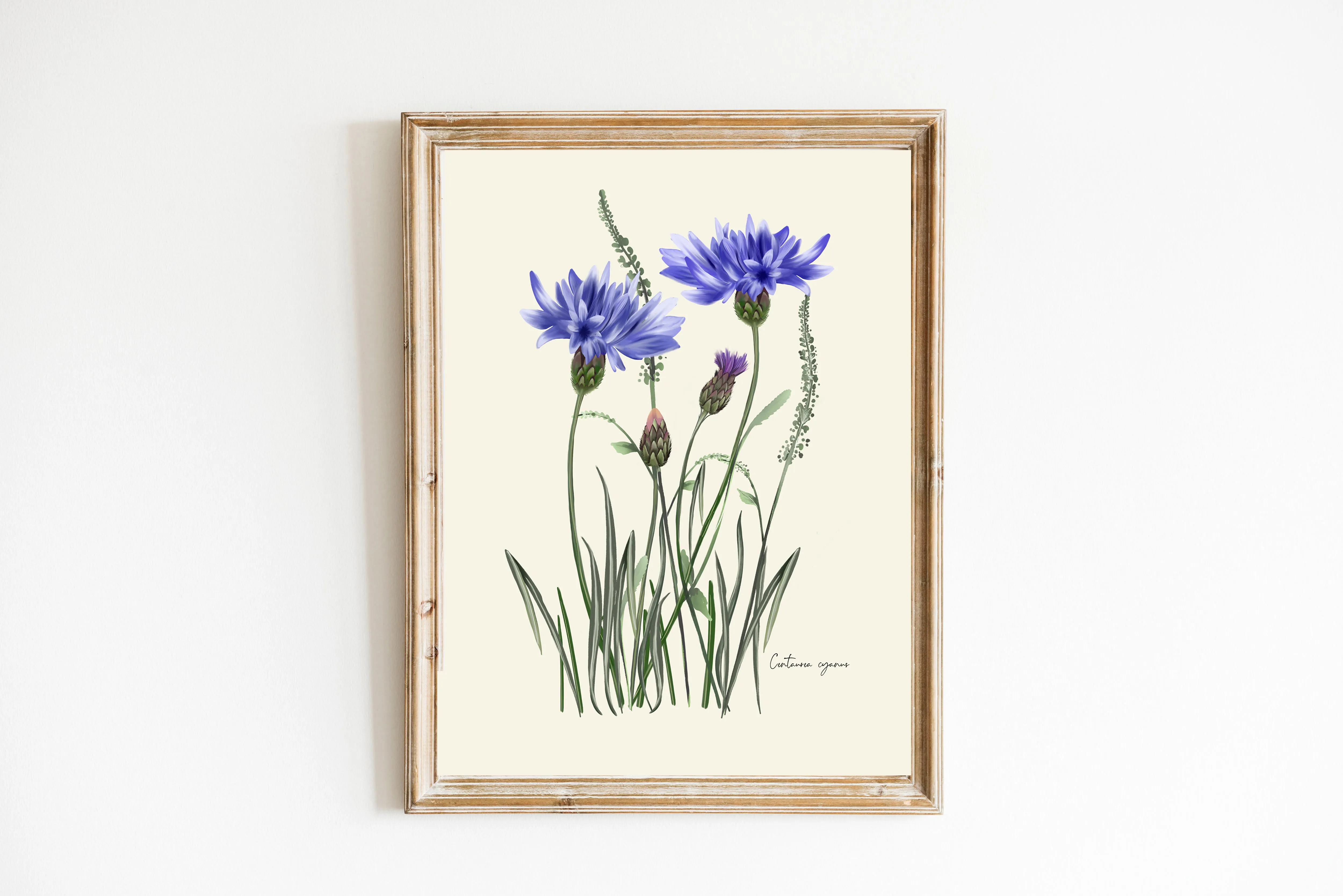 Cornflower in Grasses Wall Art Print