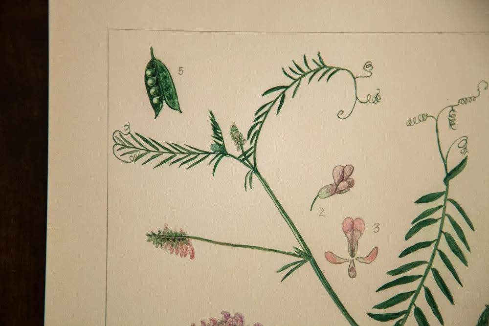 Cow Vetch Botanical Watercolor R.H. Greeley