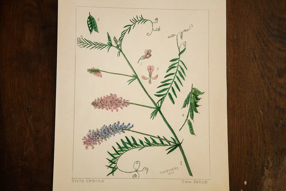 Cow Vetch Botanical Watercolor R.H. Greeley