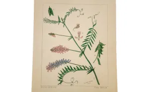 Cow Vetch Botanical Watercolor R.H. Greeley